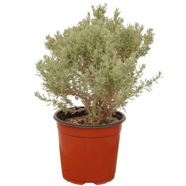 Pianta Santolina in Vaso 18cm-Piante Aromatiche Online| Mondo Piante
