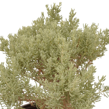 Pianta Santolina in Vaso 18cm-Piante Aromatiche Online| Mondo Piante