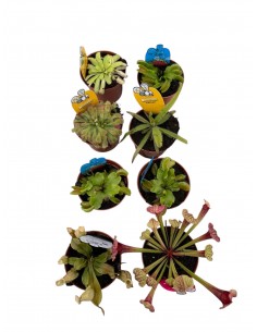 copy of 'Drosera Capensis'...