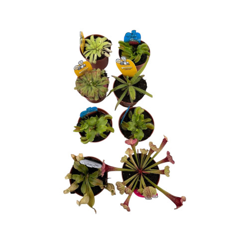 8 Piante Carnivore di Varietà Miste-Piante Carnivore|Mondo Piante