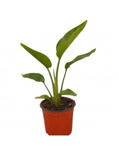 copy of Pianta Westringia...