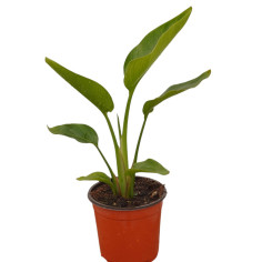 Pianta Strelitzia Augusta Vaso 18 cm: Vendita | Mondo Piante