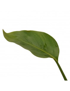 copy of Pianta Westringia... 2
