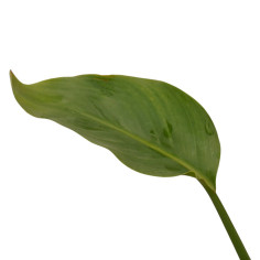 Vendita Strelitzia augusta | Pianta Tropicale da Salotto | MondoPiante 2