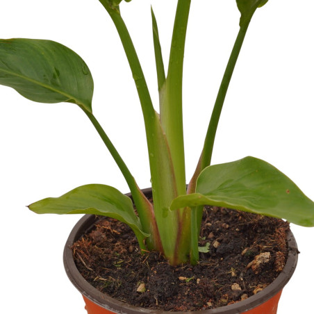 Vendita Strelitzia augusta | Pianta Tropicale da Salotto | MondoPiante