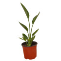 Pianta di Strelizia Reginae Vaso 18cm