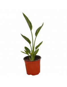 Pianta di Strelizia Reginae...