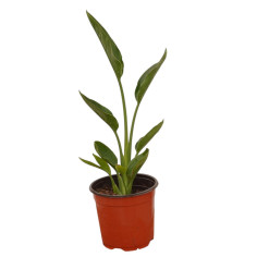 Pianta Strelitzia Reginae Vaso 18 cm: Vendita | Mondo Piante