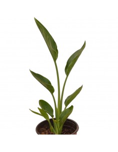 copy of Pianta Westringia... 2
