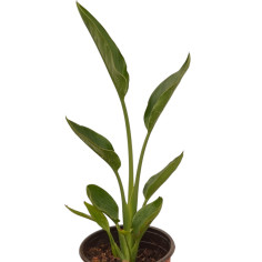 Pianta Strelitzia Reginae Vaso 18 cm: Vendita | Mondo Piante 2