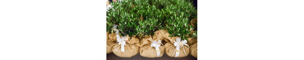 Bomboniere matrimonio con piante | Idee regalo green eleganti
