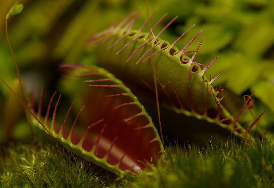 Carnivorous plants | Mondo Piante