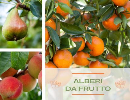 Alberi Tropicali - Piante Esotiche