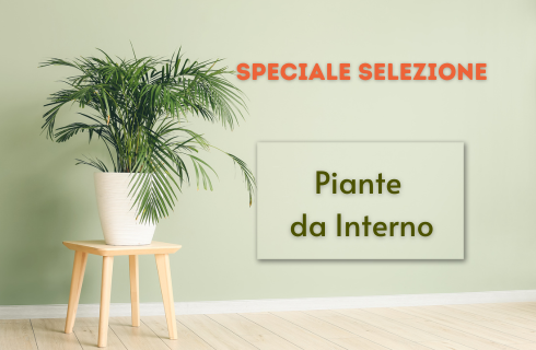 Piante da Appartamento | Mondo Piante