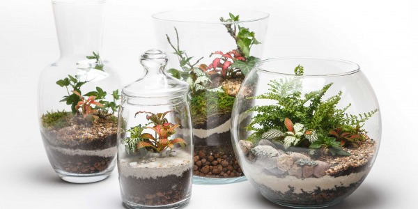 Come Realizzare un Terrario: Guida