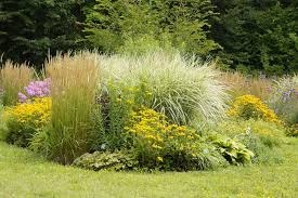 Piante Resistenti al Freddo e al Caldo