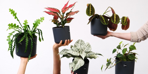 Piante per la Camera da Letto