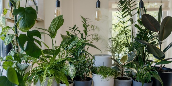 Piante per l’Umidità: Le Varietà Ideali per Ambienti Umidi e Per Favorire il Benessere