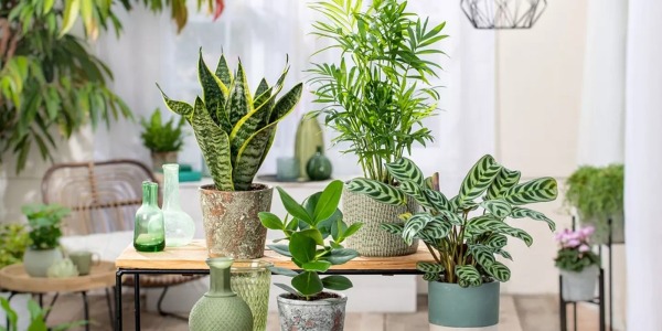 Piante per Interno: Guida alle Migliori Varietà per Ogni Stanza della Casa