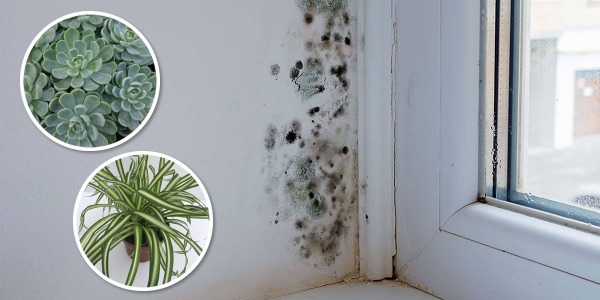 Piante per Combattere la Muffa: Come Migliorare l’Aria e Prevenire la Crescita di Funghetti e Umidità in Casa