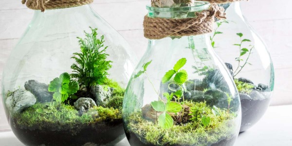 Piante per Terrario: Le Migliori Varietà per Creare un Ecosistema Verde e Affascinante