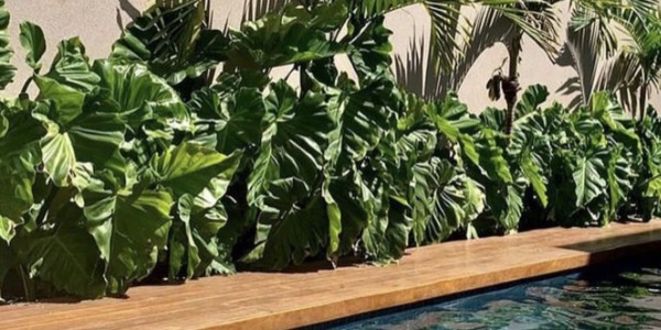 Piante per Bordo Piscina: Le Migliori Varietà per un Ambiente Elegante e Rilassante