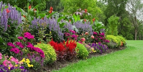 Piante per Pieno Sole: Le Migliori Varietà per Giardini Soleggiati