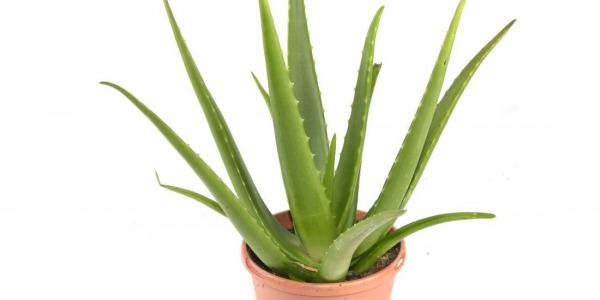 ALOE VERA: THE QUEEN OF EXISTING THERAPEUTIC PLANTS ON EARTH