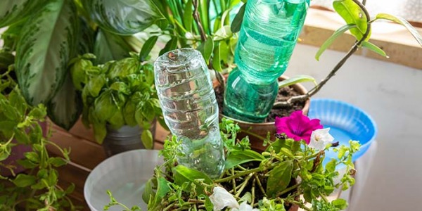 Come Curare le Piante Durante le Vacanze Estive