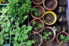 Cosa piantare a settembre: preparati all'autunno verde