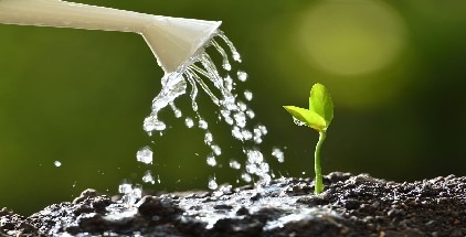 Quanta acqua serve davvero alle tue piante? La guida definitiva