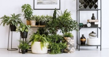 Le Migliori Piante per Ufficio: Bellezza, Salute e Produttività sul Posto di Lavoro