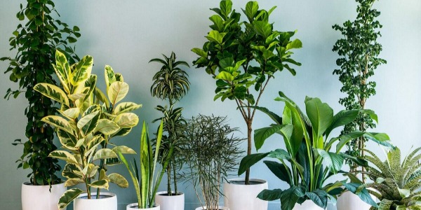 Le Piante da Appartamento Più Resistenti: Bellezza e Facilità di Cura per Ogni Casa