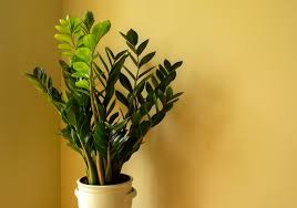 Piante che Vogliono Poca Luce: Verde in Casa anche con Ambienti Ombrosi