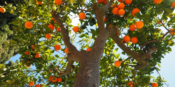 Come Far Fruttificare gli Agrumi: Guida Pratica per un Raccolto Ricco