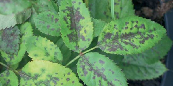 Malattie e Cura delle Piante da Interno: Guida Completa per una Casa Verde e Sana