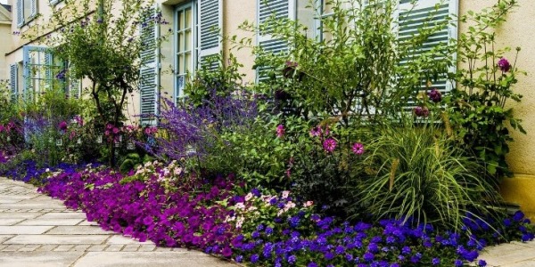 Piante Resistenti al Freddo: Come Avere un Giardino Verde Anche in Inverno